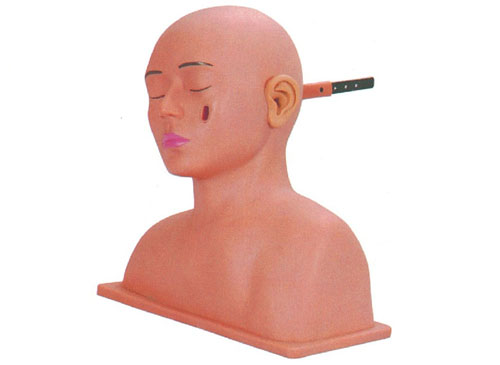 耳内检查模型